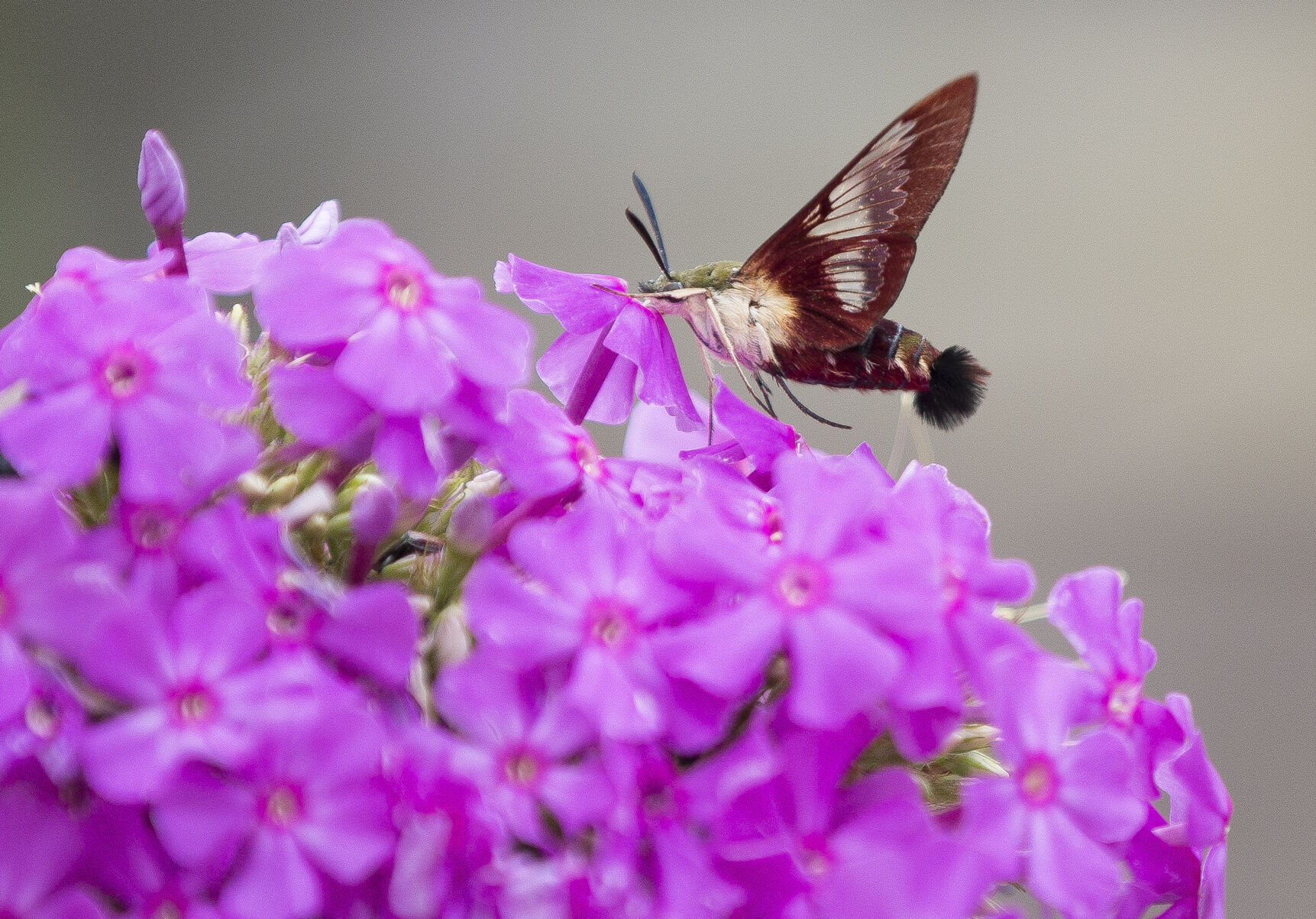 hummingbird moth feature